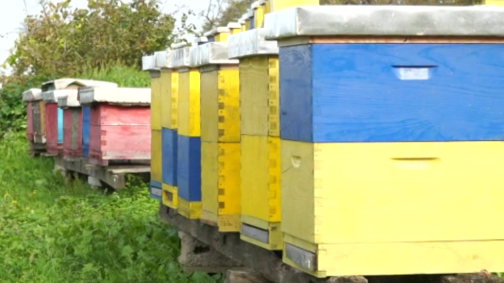 Niski prinosi meda ove godine, potražnja porasla